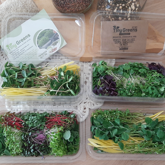 Vers geoogste microgroenten van TinyGreens. Bovenaanzicht van de inhoud van de 4-pack, waaronder de cress-mixen te zien zijn zoals Spicy Mix, Milde Mix, Protein Mix en Snack Mix. Biologisch verantwoord geteeld en rijk aan voedingsstoffen, perfect voor salades en als garnering. Gepresenteerd als bovenaanzicht in doorzichtig plastic schaal, 4 stuks, met het label van TinyGreens er zichtbaar achter.