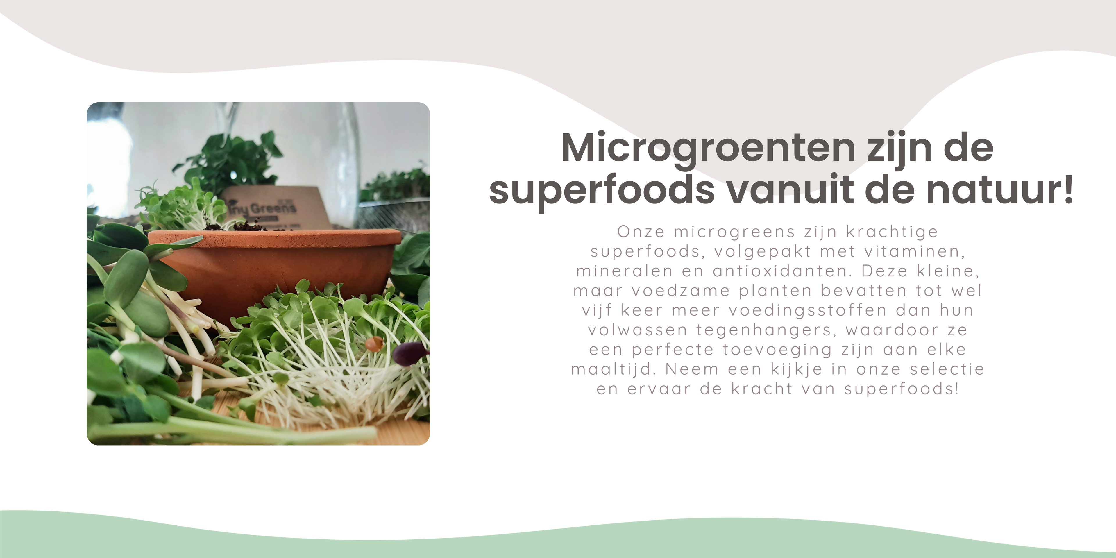 Microgroenten zijn de superfoods vanuit de natuur.

Onze microgreens zijn krachtige superfoods, volgepakt met vitaminen, mineralen en antioxidanten.